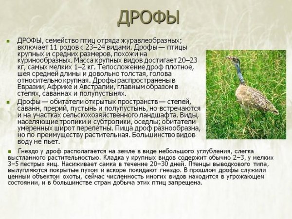 Дрофы