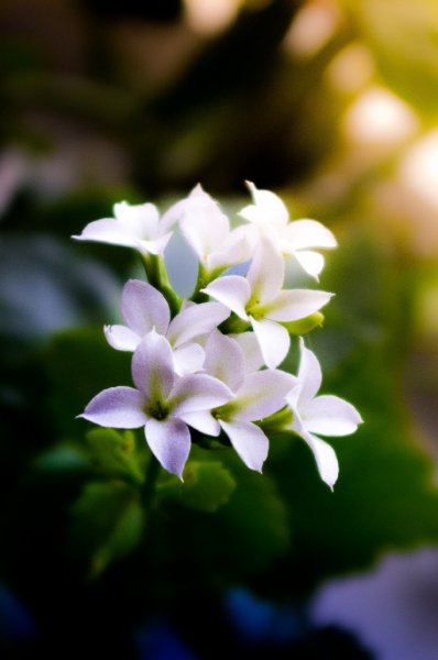 IGP8569