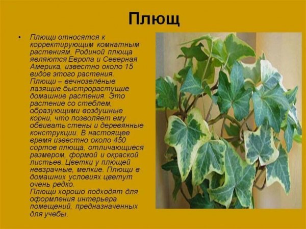 Плющ