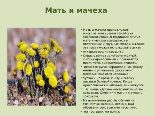 Мать и мачеха