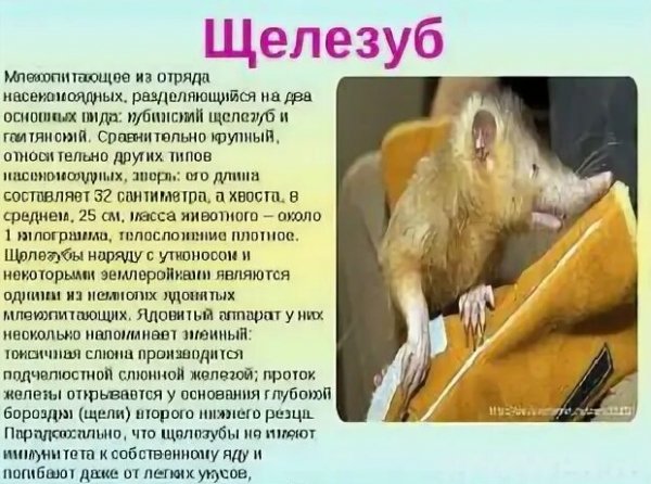 Щелезуб