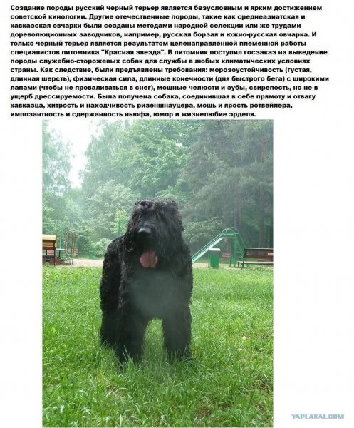 Русский черный терьер