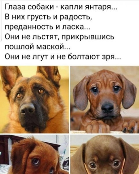 Глаза собаки...