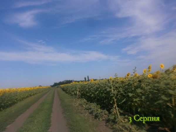 3 Серпня