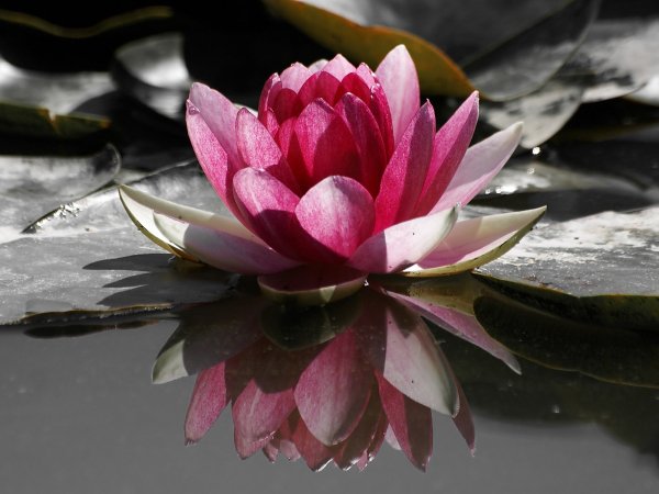 Image (57)