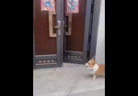 Собака-умный мальчик