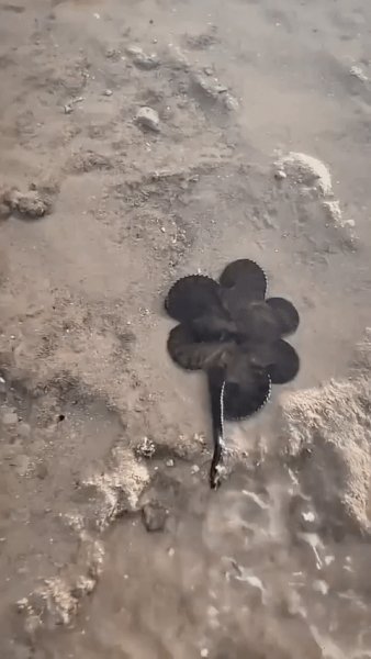 Осьминог