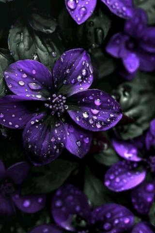 file_99269209