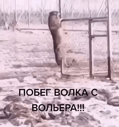 Свободолюбивый волчара