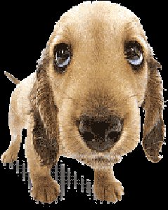 Dogs