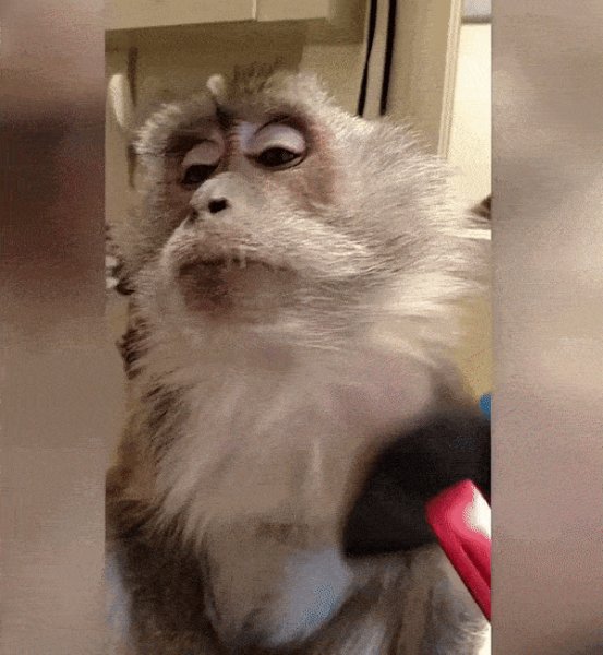 Monkey