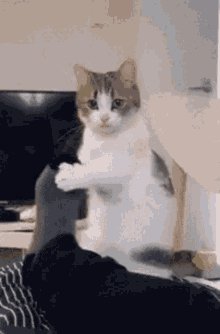 Wake-up-cat