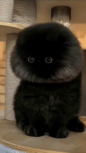 Пушистик