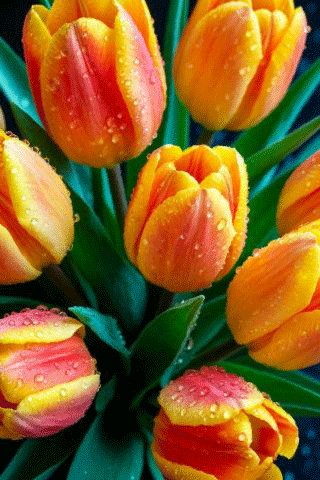 file_99564654