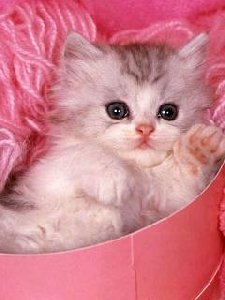 Котята