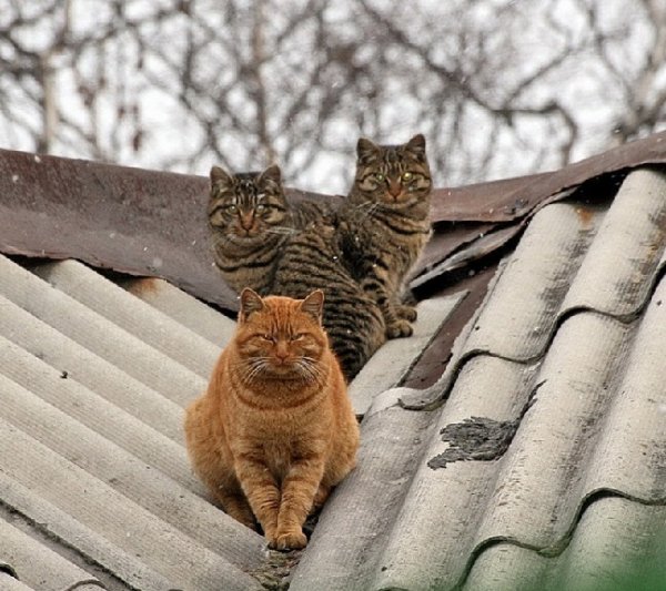Коты на крыше (4)