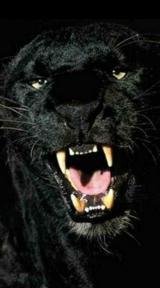 Panter