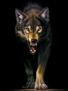 Wolf