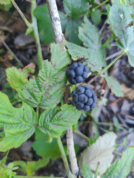 IMG-20250817-WA0023