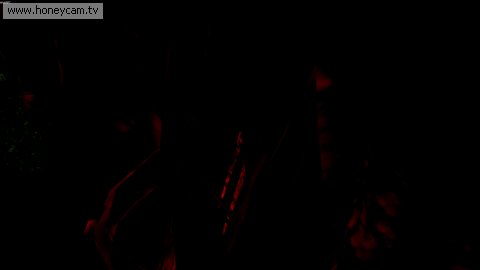 DarkBleeder's heart