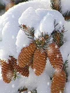 Snowfall