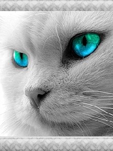 greycat kxz79p2f