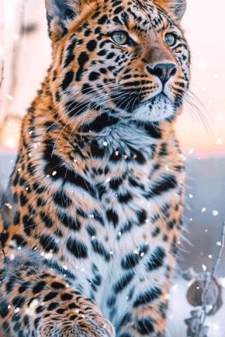 file_98955516