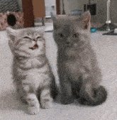 Cats-kittens