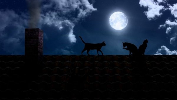 Коты на крыше (5)