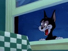 Hungry-cat-gato-hambriento