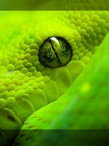 Green snake