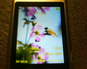 Animated Bird