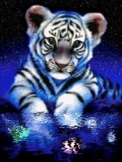 tigrrrr