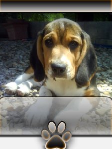 doggy