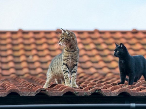 Коты на крыше (6)