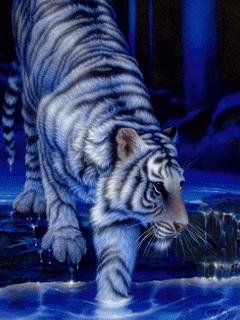 Tiger Animated