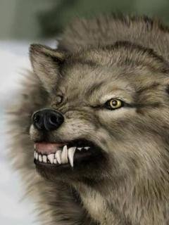 wolf 273cuw