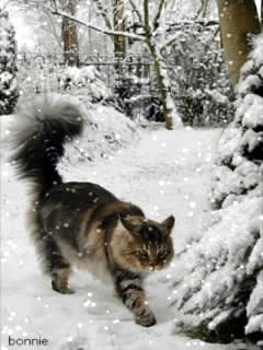 Winter walk