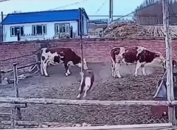 Мам извини я с коняшками побегать!!!