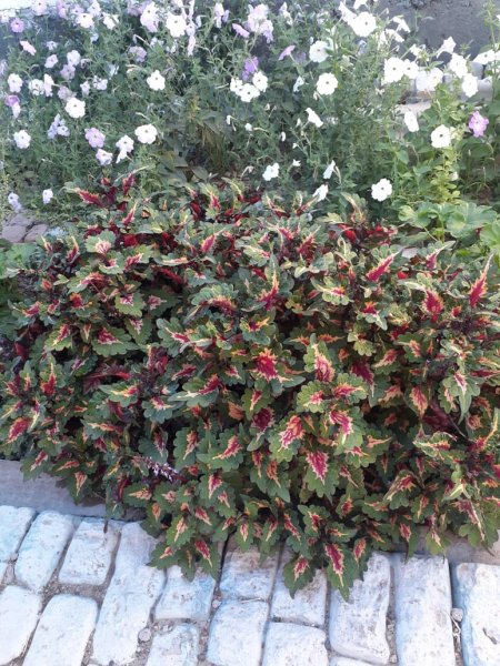 IMG-20250913-WA0022