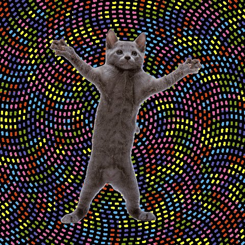 Ava-animation-cats-83