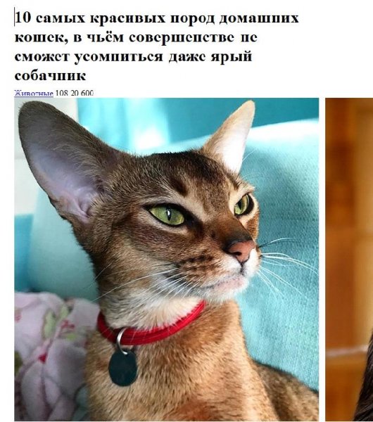 10 самых красивых пород домашних кошек