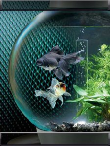 Aquarium