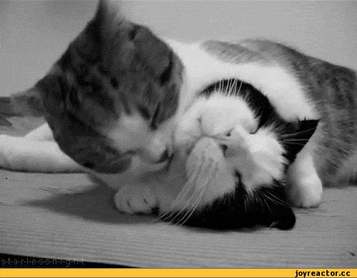 Cats