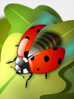 Ladybird