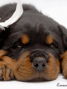 Щенки аним