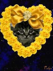 Котик