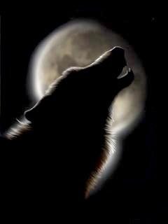 Volf