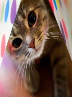 Cute Cat