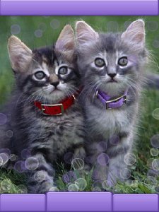 Cats v4.8